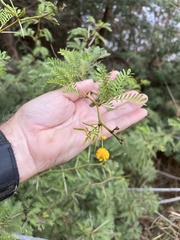 Vachellia tortilis