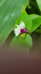 Tradescantia zanonia image