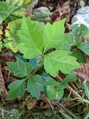 Toxicodendron
