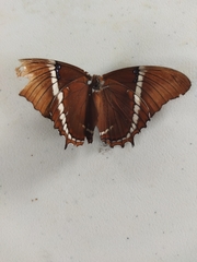 Siproeta epaphus epaphus