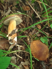 Boletus aereus