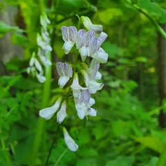 Vicia sylvatica