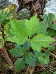 Toxicodendron