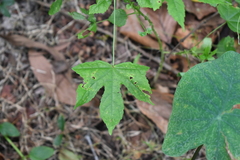 Hibiscus surattensis