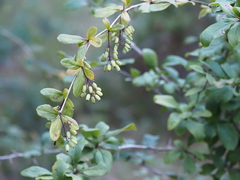 Berberis vulgaris