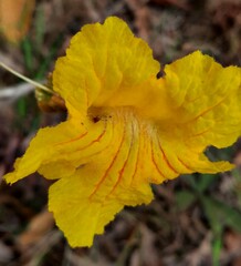 Handroanthus coronatus