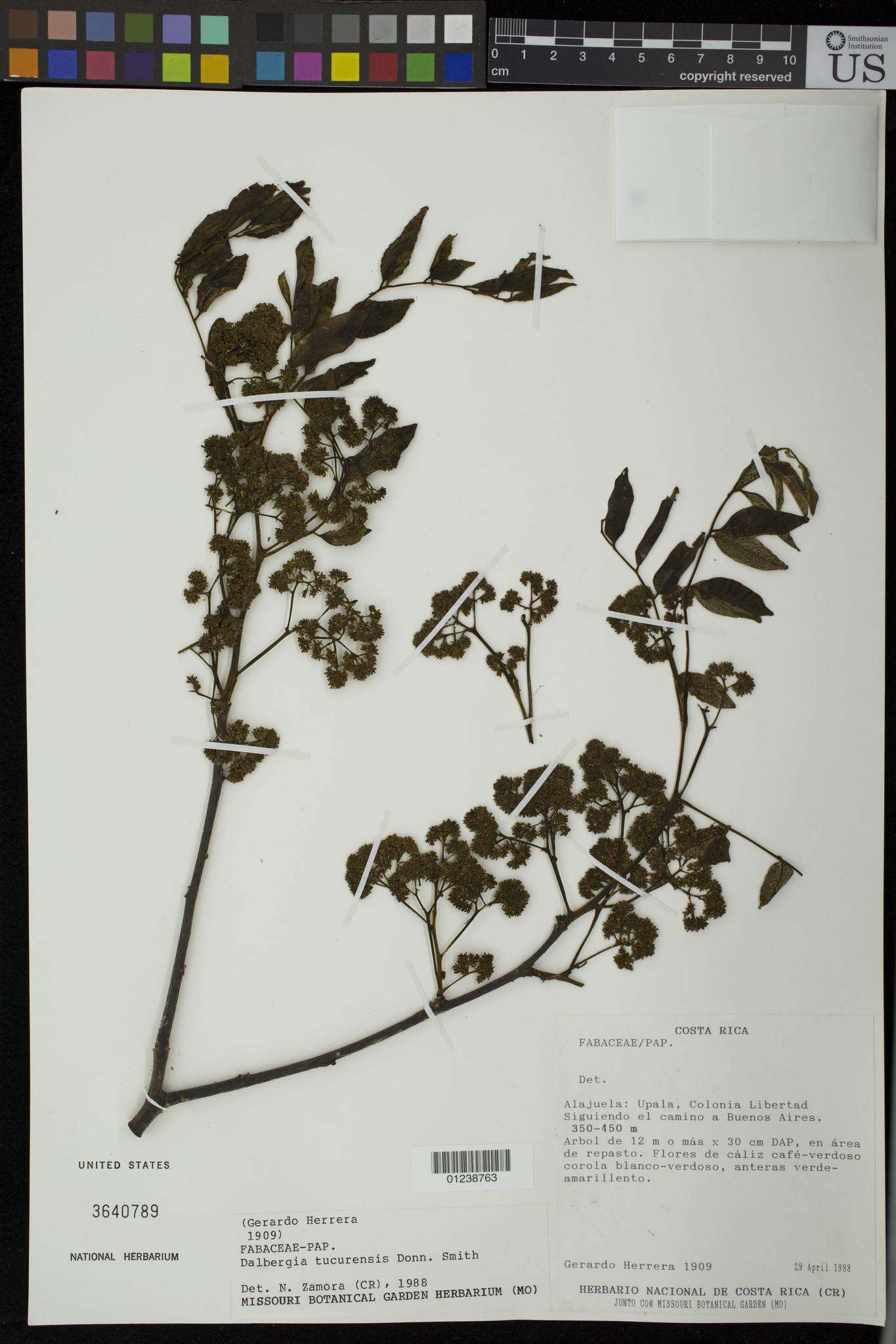 Dalbergia tucurensis