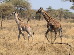Giraffa camelopardalis tippelskirchi