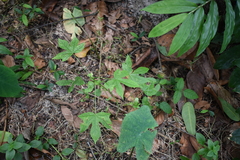 Hibiscus surattensis