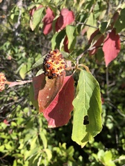Cornus nuttallii