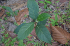 Artocarpus heterophyllus