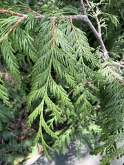 Thuja plicata