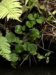 Caltha palustris