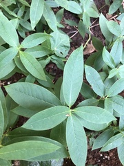 Magnoliopsida