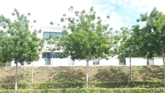 Arfeuillea arborescens