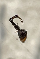 Argyrodes elevatus