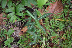 Hemidesmus indicus