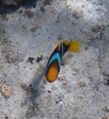 Amphiprion chrysopterus