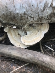 Trametes betulina
