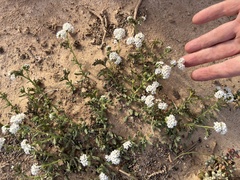 Heliotropium ramosissimum