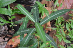 Hemidesmus indicus