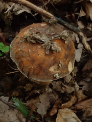 Boletus aereus