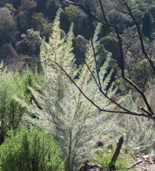 Aspalathus florifera