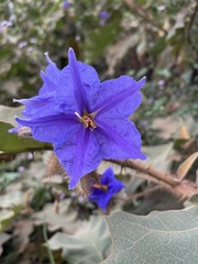 Leptostemonum
