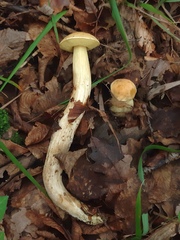 Leccinellum crocipodium