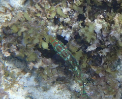 Halichoeres margaritaceus
