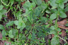 Biophytum sensitivum