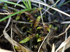 Scorpidium scorpioides