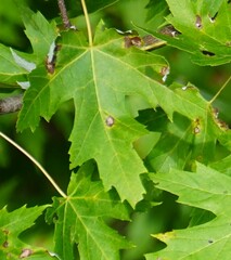 Acericecis ocellaris