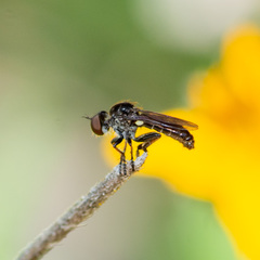 Hadrokolos texanus