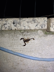 Euscorpius flavicaudis