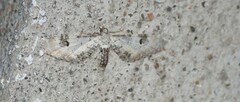 Eupithecia centaureata