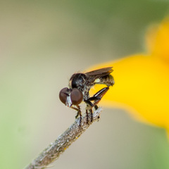 Hadrokolos texanus