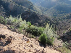 Aspalathus florifera