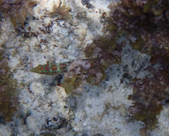 Halichoeres margaritaceus