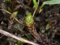 Scorpidium scorpioides