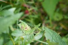 Botryosphaeria dothidea