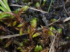 Scorpidium scorpioides