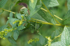 Asphondylia solidaginis