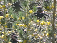 Aspalathus florifera