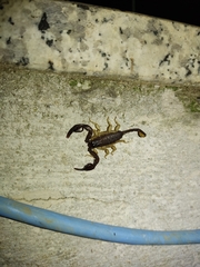 Euscorpius flavicaudis