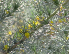 Aspalathus florifera