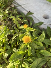 Pentanema britannica