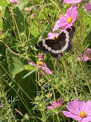 Limenitis arthemis arthemis