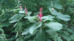 Phytolacca acinosa