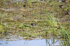 Gallinula chloropus chloropus